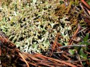 Dactylina ramulosa new for the Iberian Peninsula