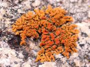 Xanthoria elegans