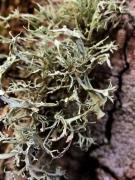 Ramalina fraxinea detall