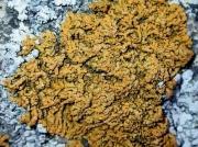 Xanthoria fallax