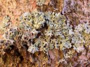 Hypogymnia physodes with Alectoria sarmentosa and Pseudoevernia furfuracea