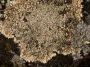 Lecanora intricata new for Catalonia and the Oriental Pyrenees
