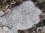 Lecanora albella