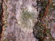 Lecanora conizaeoides