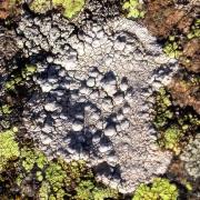 Lecanora rupicola