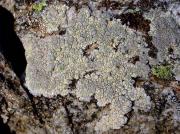 Lecanora sulphurea