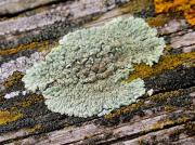 Lecanora muralis