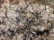 Tephromela atra (=Lecanora atra)