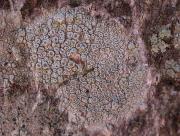 Lecanora carpinea