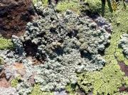 Lecanora albescens