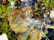 Peltigera leucophlebia (=P. aphtosa var. variolosa)