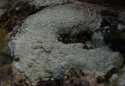 Pertusaria rupicola