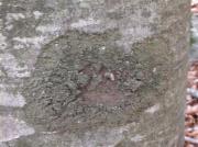 Parmelia subargentifera (=Melanelia subargentifera), a l'esquerre taques de Phlyctis argena
