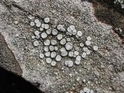 Ochrolechia parella