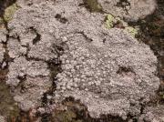Pertusaria amara var. flowiana
