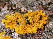 Xanthoria parietina