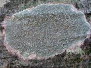 Pertusaria pertusa var pertusa