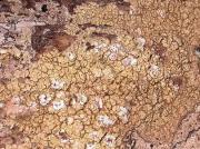 Pertusaria rupicola