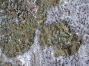 Parmelia glabra (=Melanelia glabra) sobre Lecanora argentata