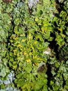 Pseudocyphellaria aurata  ? new for Catalonia and Languedoc-Roussillon