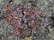 Psora decipiens with Fulgensia desertorum and Acarospora nodulosa