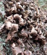 Peltigera praetextata