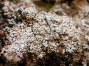 Pertusaria rupicola