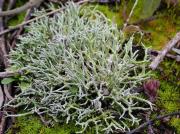 Cladonia rangiformis