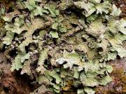 Lobaria scrobiculata