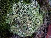 Cladonia strepsilis