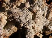 Tephromela atra (=Lecanora atra)