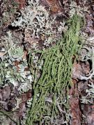 Usnea hirta