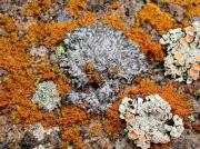 Physcia dubia, Xanthoria candelaria, Rhizoplaca chrysoleuca, Rhizoplaca melanophthalma