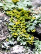 Xanthoria candelaria