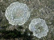 Pertusaria albescens