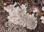 Lecanora albescens