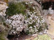 Cetraria cucullata among Physcia caesia and Diploschistes muscorum