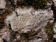 Lecanora chlarotera