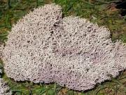 Molsa blanca 2 (Cladonia mediterranea)