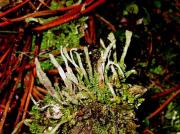 Cladonia ochroclora Floerke