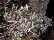 Cladonia polydactyla