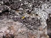 Diploschistes diacapsis, detall apotecis