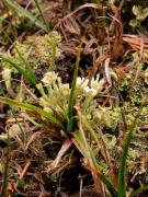 Cladonia digitata