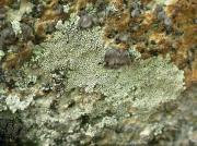 Dimelaena oreina with Umbilicaria freyi