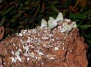 Cladonia humilis (=Cladonia conista)