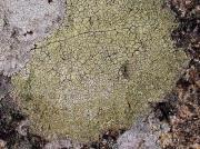 Pertusaria flavicans var. flavicans