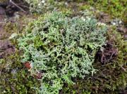 Cladonia furcata