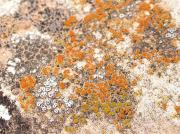 Caloplaca flavovirescens, Candelariella aurella, Lecanora dispersa, Rinodina bischoffii, Verrucaria nigrescens