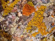 300 lichens, the challenge becomes more exciting