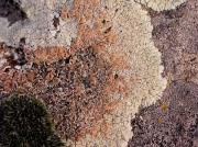 Lecanora muralis amb Lecidia atrobrunnea